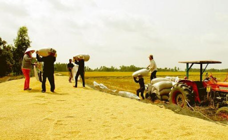 Giá lúa tăng trở lại; mời hơn 10.000 người Úc dùng thử gạo Việt Nam