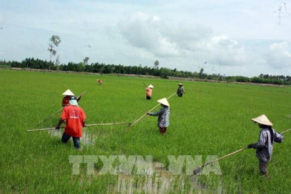 Bộ Công Thương kiến nghị mở "luồng xanh" đường thủy để tiêu thụ lúa gạo