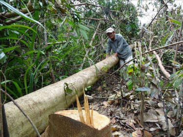 Phú Yên chính thức chấm dứt Dự án chuyển đổi 463 ha rừng sang mục đích khác