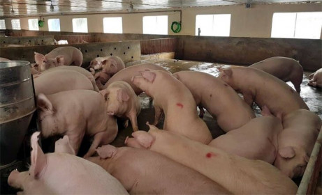 Giá lợn hơi ngày 24/8/2021: 2 miền Bắc - Nam biến động 1.000 - 3.000 đồng/kg