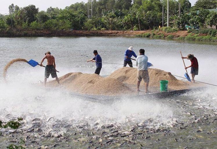 Cá tra “vật vã ’’ giữa sóng dữ Covid