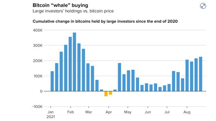 Tin mới Bitcoin: Hàng loạt "cá voi" đổ xô mua Bitcoin khi giá vọt lên 50.000 USD