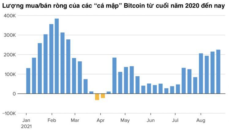 “Cá mập” Bitcoin âm thầm gom mua khi giá lên 50.000 USD