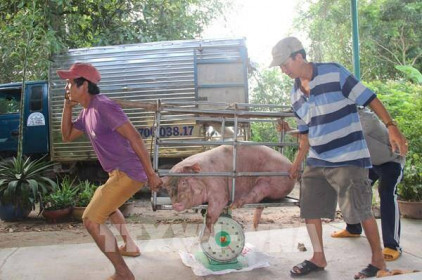 Giá lợn hơi hôm nay 26/8 có nơi giảm đến 4.000 đồng/kg