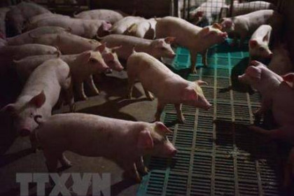 Giá lợn hơi hôm nay 31/8 điều chỉnh từ 1.000 đến 3.000 đồng/kg ở một số tỉnh thành
