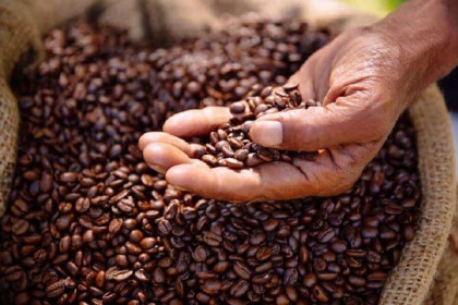 Mất mùa và COVID-19 đẩy giá cà phê lên cao kỷ lục nhiều năm