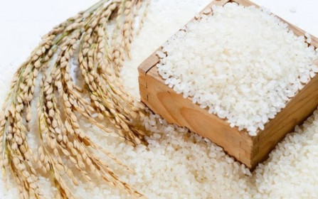 Giá lúa gạo hôm nay 31/8: Giá lúa tiếp tục đi ngang