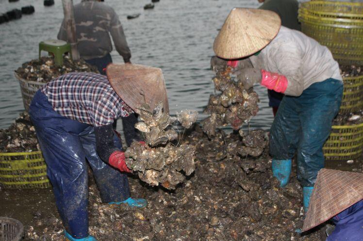 Quảng Ninh: Hàu sữa rớt giá vì dịch Covid-19, ngư dân trắng đêm thu hoạch