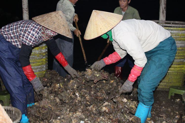 Quảng Ninh: Hàu sữa rớt giá vì dịch Covid-19, ngư dân trắng đêm thu hoạch