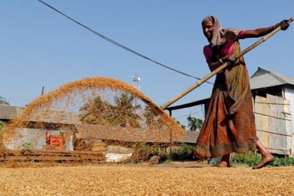 Giá gạo đồ 5% tấm của Ấn Độ tăng lên 358- 363 USD/tấn