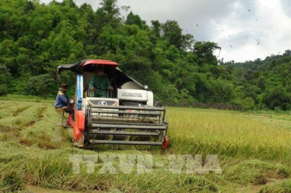 Giá gạo xuất khẩu của Việt Nam tăng trong tuần này