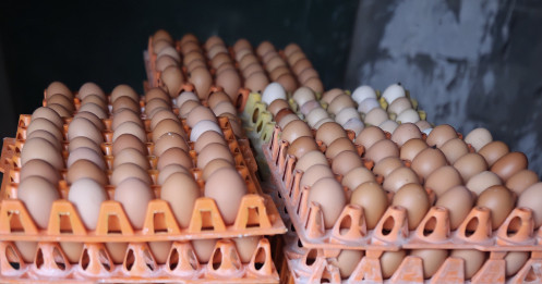 Kinh tế 24h: Bình Dương mỗi ngày ế đọng 2 triệu quả trứng
