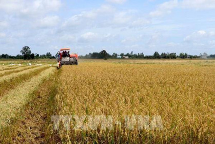 Thị trường nông sản tuần qua: Giá lúa tăng nhẹ