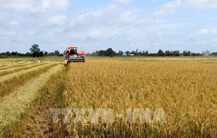 Thị trường nông sản tuần qua: Giá lúa tăng nhẹ