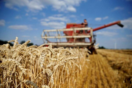Giá lúa mỳ tăng mạnh lên gần 500 euro/tấn