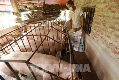 Giá lợn hơi hôm nay 15/9 điều chỉnh giảm tại nhiều tỉnh thành trên cả nước