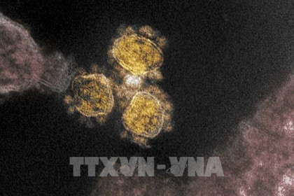 Thêm bằng chứng về nguồn gốc của virus SARS-CoV-2