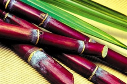 Một lãnh đạo SBT bán ra 4 triệu cổ phiếu