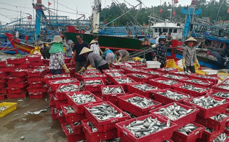 Hải sản ế ẩm, ngư dân Nghệ An khó trăm bề