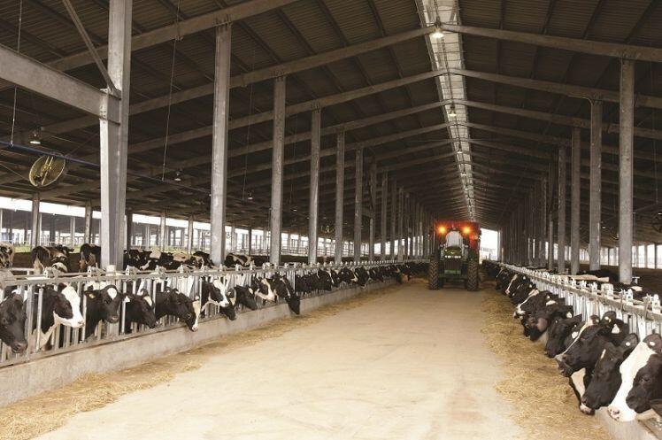 Cụm trang trại bò sữa đạt kỷ lục thế giới tại Việt Nam dưới góc nhìn của chuyên gia quốc tế