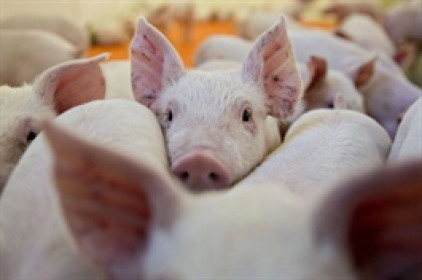Dabaco chi 100 tỷ đồng lập Công ty chăn nuôi lợn ở Thanh Hoá