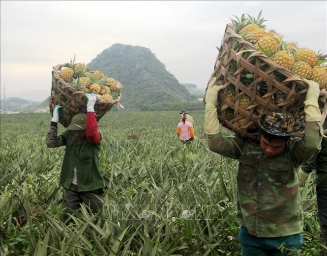 Kiên Giang kết nối tiêu thụ hơn 1,2 triệu tấn nông sản cho dân