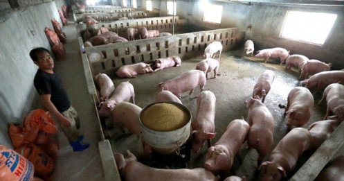 Đề nghị Thủ tướng chỉ đạo kiểm soát chặt nhập khẩu thịt để 'cứu' giá thịt heo, gà