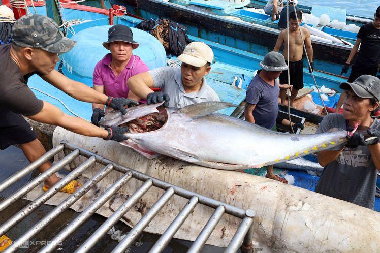 Xuất khẩu cá ngừ sang Trung Quốc tăng vọt