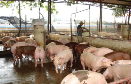 Nhập khẩu thịt lợn tăng mạnh, người chăn nuôi lao đao