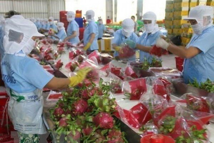 Doanh nghiệp sản xuất thực phẩm xuất khẩu vào Trung Quốc cần đăng ký gấp