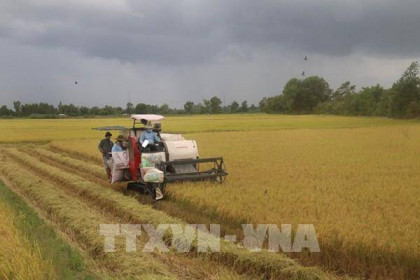 Thị trường lúa, gạo thế giới tăng, giá gạo Việt Nam có biến động?