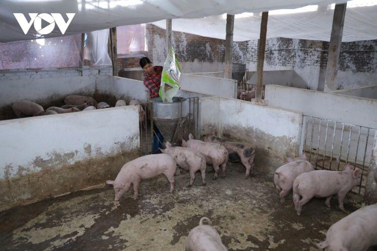 Lợn rớt giá: Người chăn nuôi lại điêu đứng