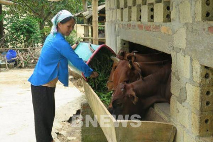 Việt Nam là khách hàng mua nhiều gia súc nhất của Lào