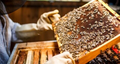 Xuất khẩu mật ong lo ngại nguy cơ bị Mỹ áp thuế chống bán phá giá