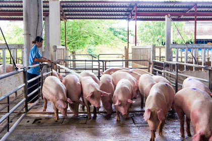 Chi phí đầu vào tăng cao, ngành chăn nuôi lợn đi về đâu?