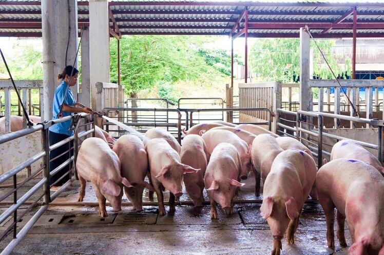 Chi phí đầu vào tăng cao, ngành chăn nuôi lợn đi về đâu?
