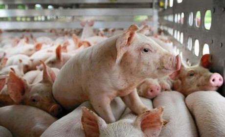 Dự báo, giá lợn hơi sẽ tiếp tục phục hồi nhưng không có biến động lớn