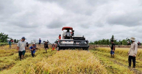 Giá lúa tăng, xuất khẩu gạo khởi sắc trở lại