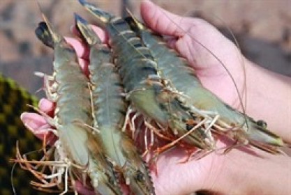 SEA: Lãi ròng quý 3 giảm 27%, dòng tiền kinh doanh âm 65 tỷ đồng