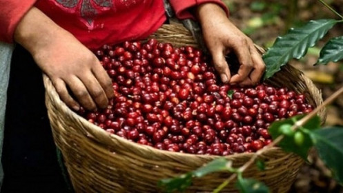 Giá cà phê hôm nay 14/11: Nhu cầu robusta còn thiếu, giá vẫn được hưởng lợi về trung và dài hạn