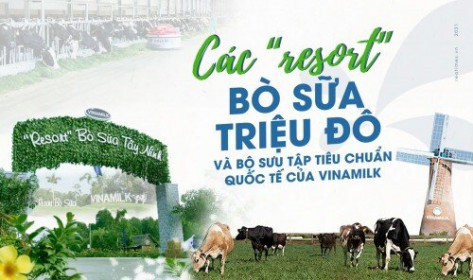 Các “resort” bò sữa triệu đô và bộ sưu tập tiêu chuẩn quốc tế của Vinamilk