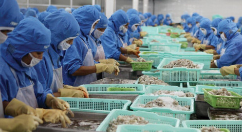 Cổ phiếu thủy sản dậy sóng
