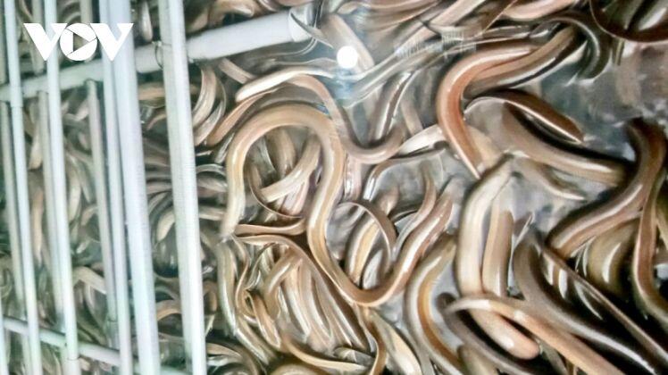 Giá giảm sâu, người nuôi lươn không bùn ở Hậu Giang gặp khó 