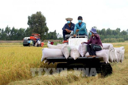 Tuần qua, giá lúa, gạo giảm nhẹ