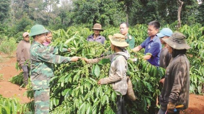 Giá cà phê tăng mạnh, nông dân Tây Nguyên vẫn... lỗ nặng
