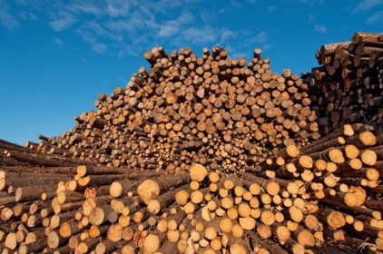 Canada thất vọng khi Mỹ điều chỉnh thuế đối với gỗ xẻ mềm