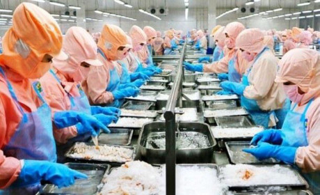 Thủy sản Minh Phú (MPC) sắp chi gần 400 tỷ đồng trả cổ tức năm 2020, tỷ lệ 20%