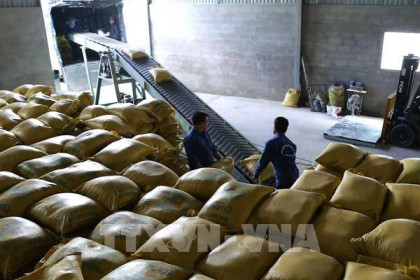 Thị trường nông sản thế giới: Giá gạo Ấn Độ, Thái Lan đều giảm