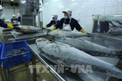 Trung Đông và Nam Mỹ là thị trường xuất khẩu cá ngừ tiềm năng của Việt Nam