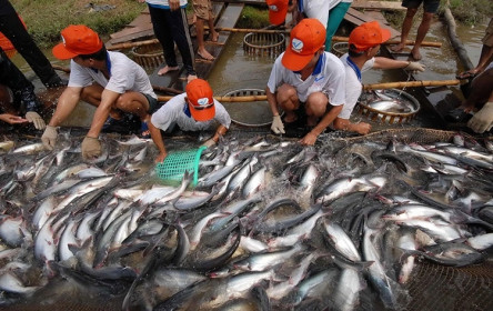 11 tháng: 23 lô hàng cá tra bị cảnh báo tại các thị trường xuất khẩu